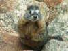 Animals of the Western United States