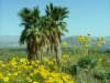 Anza-Borrego Desert State Park